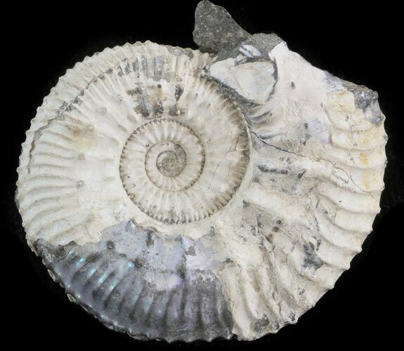 Wide Kosmoceras Ammonite - England #42653